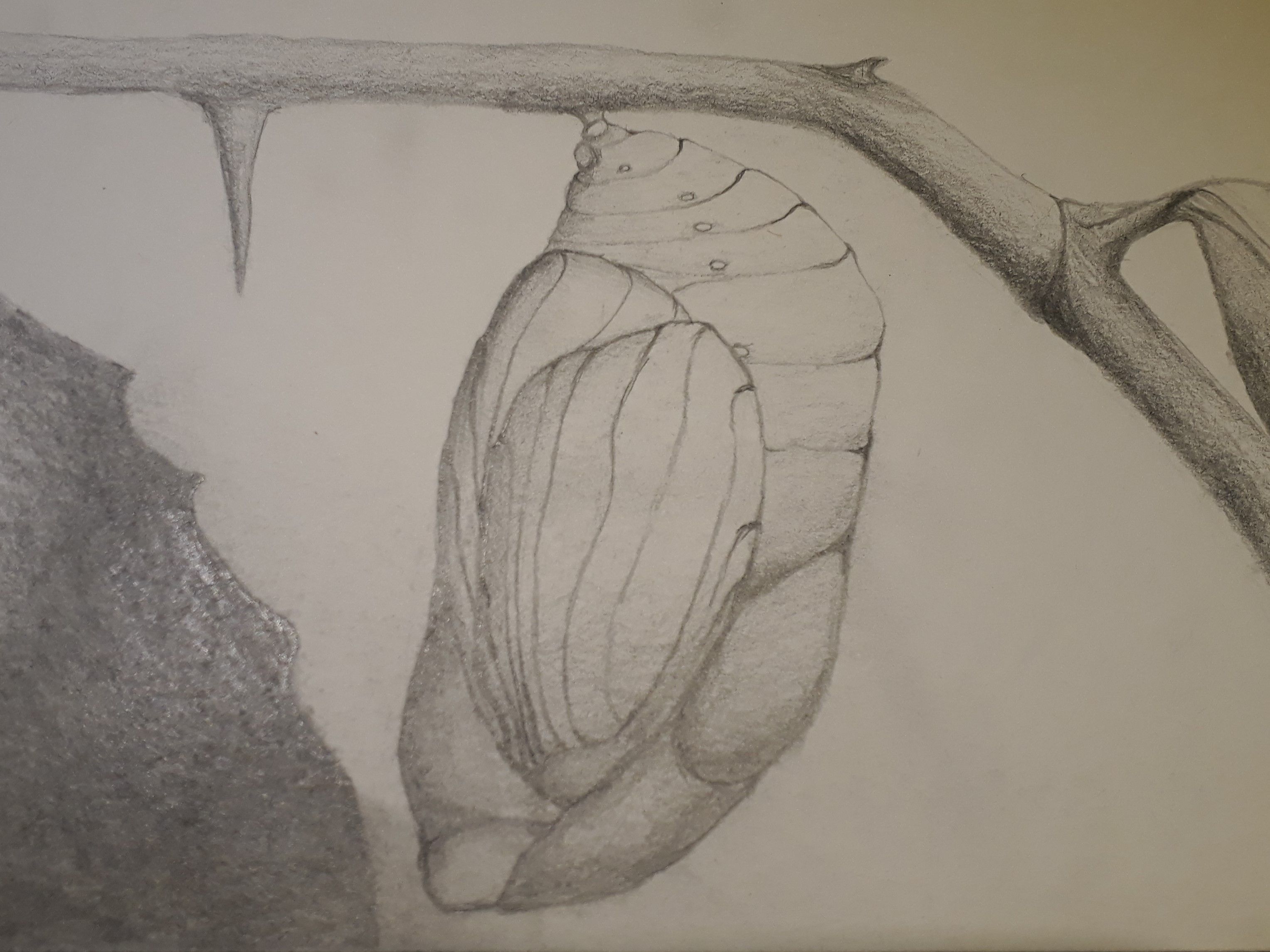 Pencil Drawing of a Chrysalis Steemit